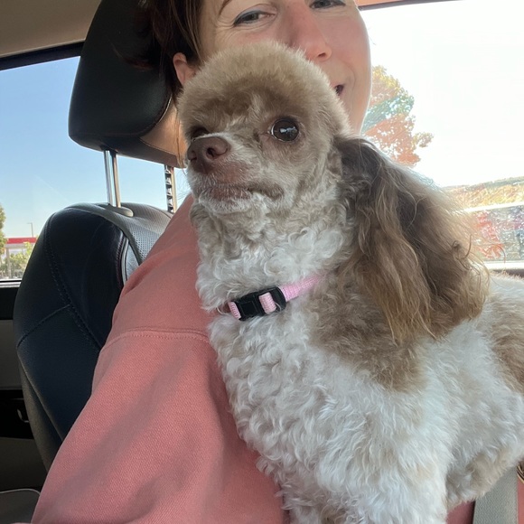 Meet your Posher, Emily - Picture 3 of 5